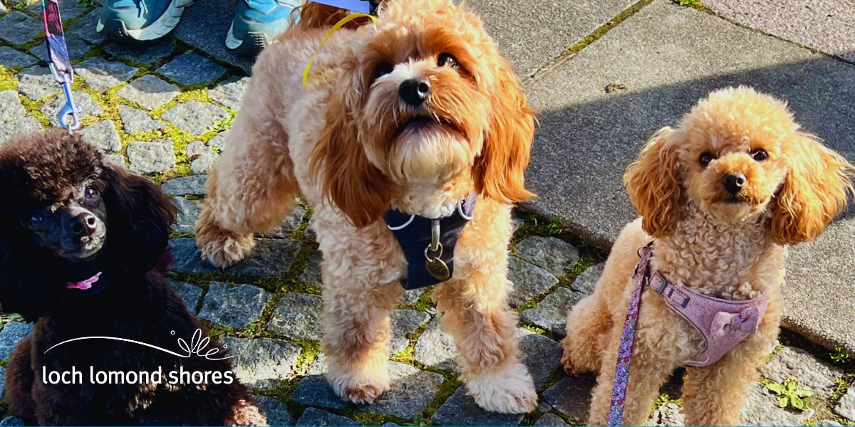 Top Dogs is back this May