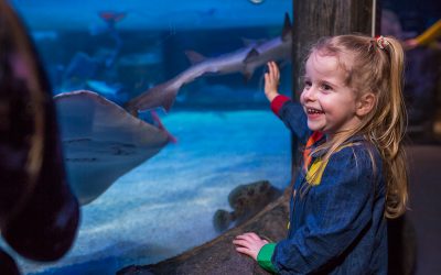 Take your family on a magical underwater journey at SEA LIFE Loch Lomond
