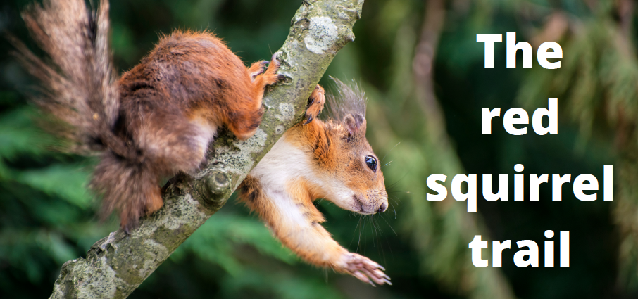 Download the Red Squirrel Trail Guide